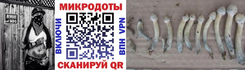 KRAKEN зеркало  цена   Куровское  Галлюциногенные грибы мицелий 